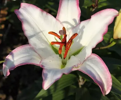 Photo of the entire plant of Lily (Lilium 'Hotline') posted by Nhra_20 -  Garden.org