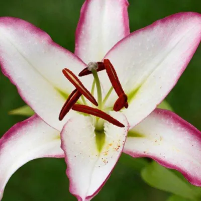 Lilium 'Hotline' (Oriental lily Stock Photo - Alamy