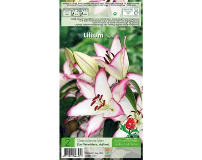 Photo of the bloom of Lily (Lilium 'Hotline') posted by DaylilySLP -  Garden.org