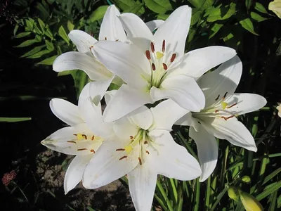 Lilia (Lilium) 'Hotline' 1 szt. | Sklep Cebule.pl