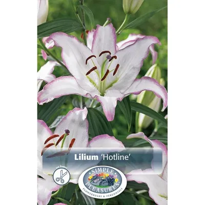 Лилия Oriental HotlineFlora Elite 2 шт. в интернет магазине Украфлора