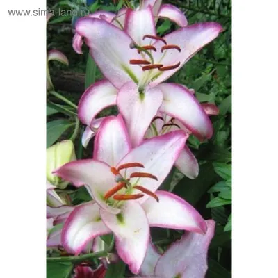 Lilium 'Hotline' (Oriental lily Stock Photo - Alamy