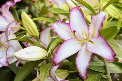 Orientalische Lilie 'Hotline', Lilium 'Hotline' weiß mit rosa Rand -  Seebauer