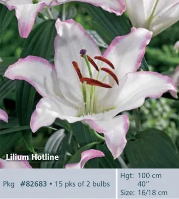 Buy Oriental Lily Hotline | Notcutts Garden Centres