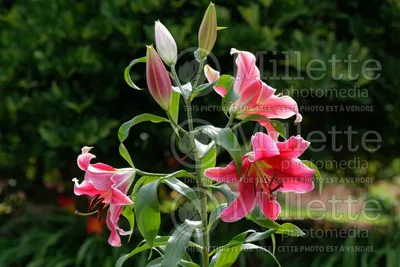 Oriental lily, Lilium 'Hotline', several pink edged flowers, Stock Photo,  Picture And Rights Managed Image. Pic. FWR-SE-0102 | agefotostock