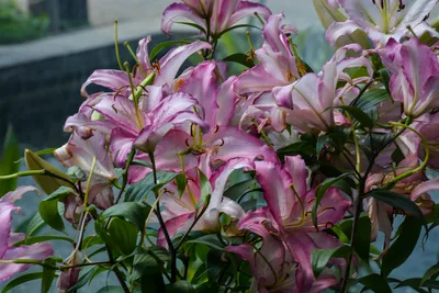 Photo of Lilium Amarosi (Oriental Lily)