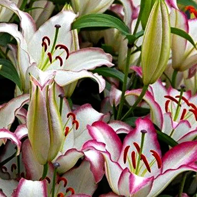 Hotline Oriental Lily - 2 Bulbs - White with Pink Edge- 16/18 cm -  Walmart.com