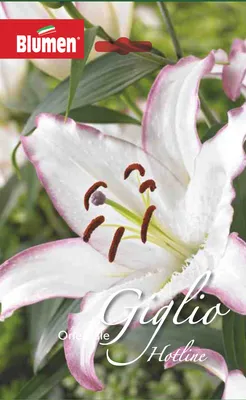 Lily | About-garden.com