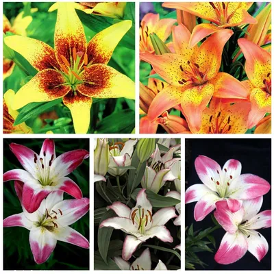 Close up of the flowering Lilium 'Robina' in a flower border Stock Photo by  ©gardenguru 299018654