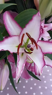 Lily | Herbaceous Plant Finder | Comprehensive Landscape Plant Directory |  Plant Finders | Plant Resources Home | TTU