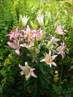 Lily Parade 2012 | Фото | Jan de Wit en Zonen B.V.