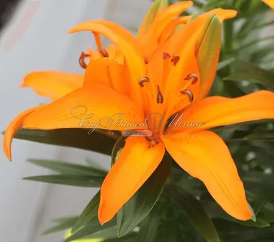 Lilium 'Hotline' (Oriental lily Stock Photo - Alamy