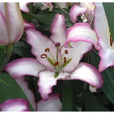 Lily Hotline | Bluestone Perennials