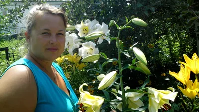 Лилии - Иван-и-Марья интернет-магазин для садоводов с доставкой по всей  России.