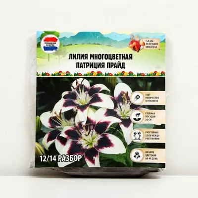 Луковица Лилия \"Конка Дор\", 1 штука купить по цене 160 ₽ в  интернет-магазине KazanExpress