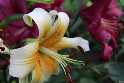 LILY \"Conca D'Or\" - the most fragrant beauty of my garden. - YouTube