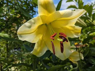 Лилия Orania (Орания)🌷 - купить луковицы и клубни в Украине | FLORIUM.UA✓