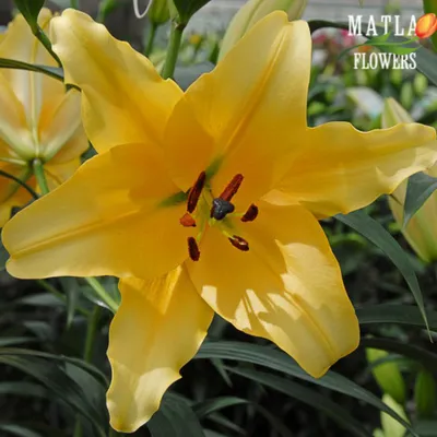 Photo of the bloom of Lily (Lilium 'Corcovado') posted by Joy - Garden.org