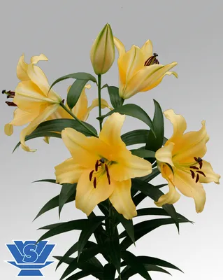 Photo of the entire plant of Lily (Lilium 'Corcovado') posted by treehugger  - Garden.org