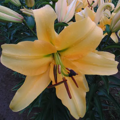 Lilium Corcovado | Francis Ackerley | Flickr