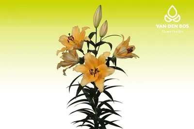 Buy Corcovado Lily Tree Online | Lily Trees | Breck's