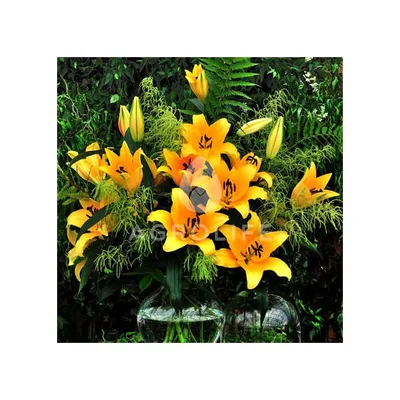 Photo of the entire plant of Lily (Lilium 'Corcovado') posted by csandt -  Garden.org