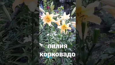 Корковадо (Corcovado) — RoseCatalog.ru