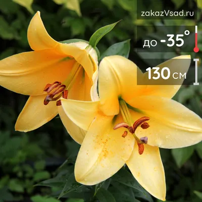 Corcovado® (O.T.) - Lily - Van den Bos Flowerbulbs