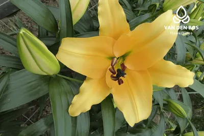 Lilium Othybrid Corcovado Garden Stock-foto 1627955575 | Shutterstock