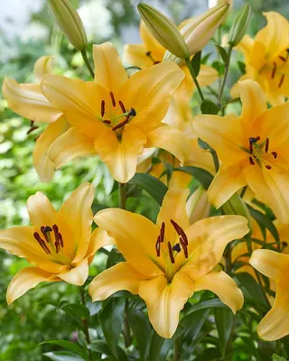 Corcovado® (O.T.) - Lirio - Van den Bos Flowerbulbs