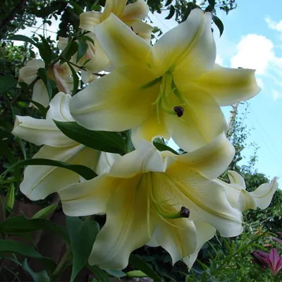 Lilium 'Corcovado' | Lilien, Hibiskus, Jahreszeiten