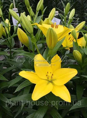 Photo of the closeup of buds, sepals and receptacles of Lily (Lilium  'Corcovado') posted by stilldew - Garden.org