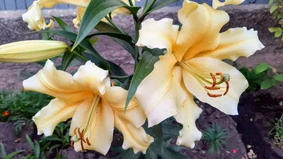 White Flower Farm on Instagram: \"This dramatic photo of Lilium 'Corcovado'  was posted by true Lily fan @val_schirmer. 'Corcovado' is a fragrant  Orienpet—a hybrid of Oriental and Trumpet Lilies. Thanks for sharing