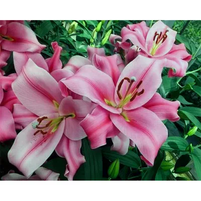 Lilium Oriental Trumpet - Corcovado - 3 bulbs p-pack — Hadeco.co.za