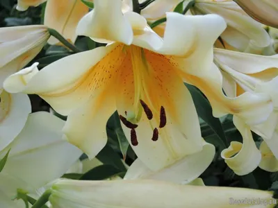 Buy White Planet Trumpet Lily | Breck's