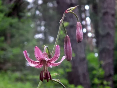 Lilium martagon L. - Лилия кудрявая - Полярно-альпийский ботанический  сад-институт им. Н.А. Аврорина