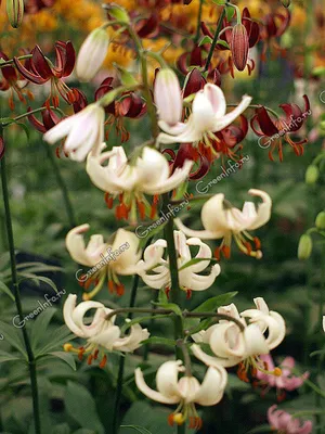 Lilium martagon L., Лилия кудреватая (World flora) - Pl@ntNet identify