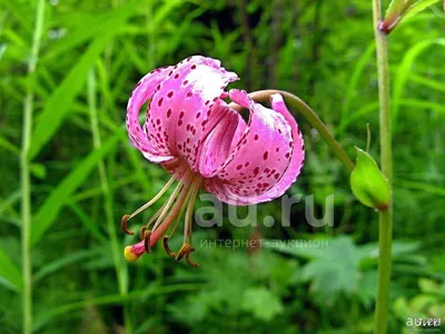 Лилия кудреватая ( лат. Lilium martagon)