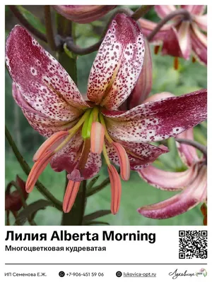 Фотокаталог растений: Лилия кудреватая (Lilium martagon)