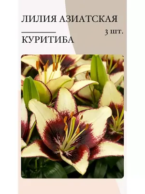 Радуга цветов Лилия, луковичные многолетние цветы