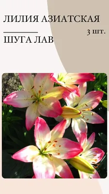 Луковица Лилия в категории \"Семена и клубни трав и цветов\" | Купить в  Туркестанской области