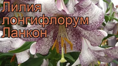 Лилия Лонгифлорум Ланкон – купить луковицы в интернет-магазине Лафа с  доставкой по Москве, Московской области и России
