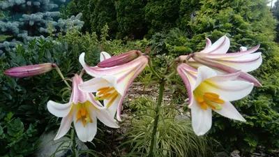 Длинноцветковые гибриды (The Longiflorum Hybrids) - ЛИЛИИ - Фотоальбомы -  Mama's Hobby