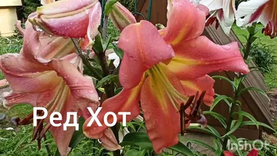 Лилия Лонгифлорум Ланкон (2 шт.) из каталога Лилии – купить с доставкой по  Москве и России в Onlinesemena