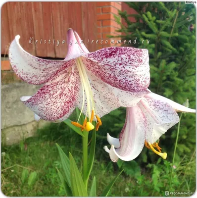Лилия лонгифлорум Ланкон (Lilium longiflorum Lankon) - «Красивая и нежная  лилия с тонким ароматом, стремящаяся поставить вас НА КОЛЕНИ....» | отзывы