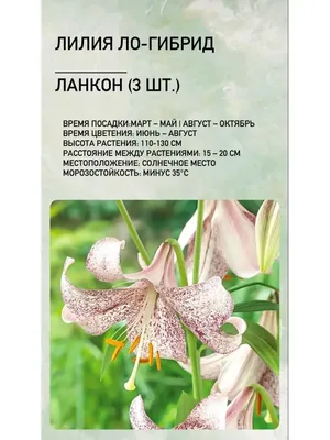 Лилия Ланкон 3шт код: 03178 от – купить оптом с доставкой по всей России в  интернет-магазине atann.ru
