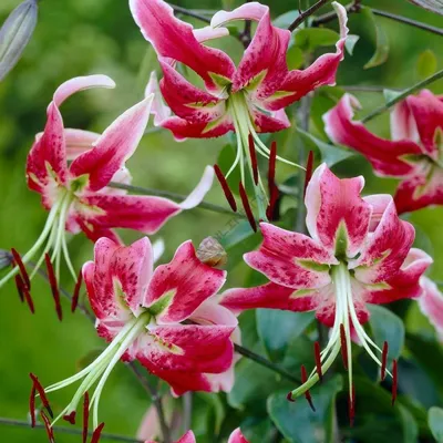 Длинноцветковые гибриды (The Longiflorum Hybrids) - ЛИЛИИ - Фотоальбомы -  Mama's Hobby