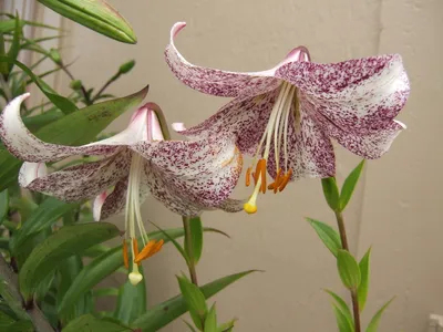 Лилия Lankon (Ланкон)🌷 - купить луковицы и клубни в Украине | FLORIUM.UA✓