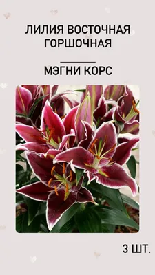 Тигровая лилия: выбор сорта, посадка, способы размножения, уход