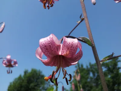 Лесная лилия — Фото №151636